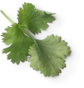 Illustration persil plat