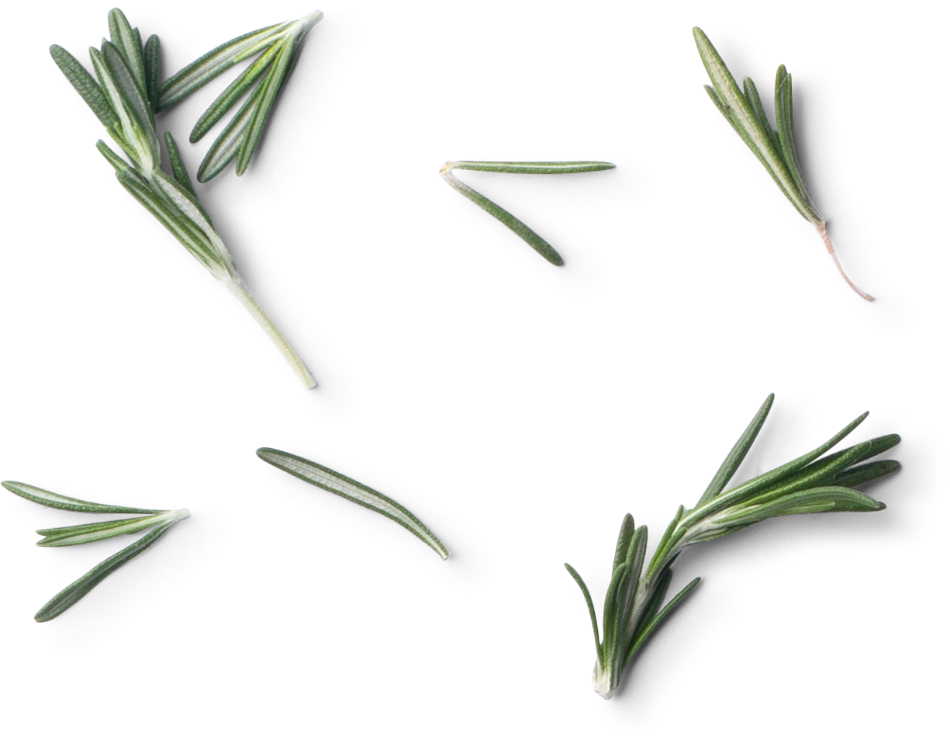 Illustration romarin